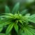 Comment Cultiver Du Cannabis En Interieur ?